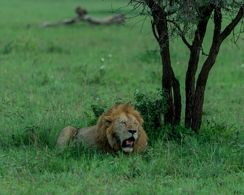 5 Days Tanzania Group Joining Safari